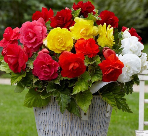 BEGONIA MIX